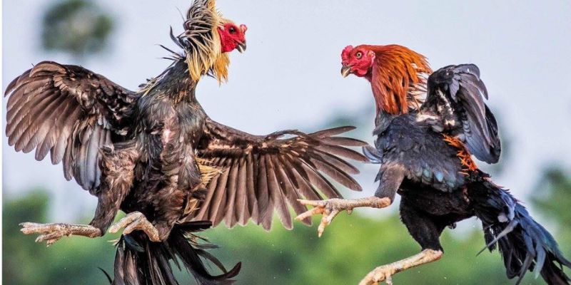 Nếu bạn mới tham gia chỉ nên đặt với mức 100k