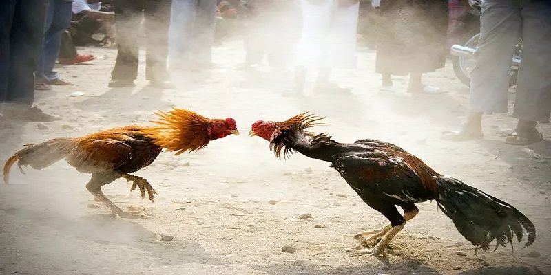 Tham gia ngay LUCK8 để trải nghiệm cuộc chiến này