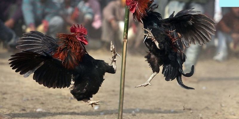 Cá cược đá gà tại LUCK8 mang lại cơ hội thắng lớn