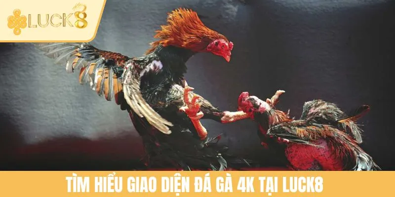 Tìm hiểu giao diện đá gà 4K tại LUCK8