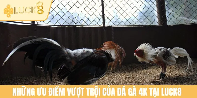 Những ưu điểm vượt trội của đá gà 4K tại LUCK8
